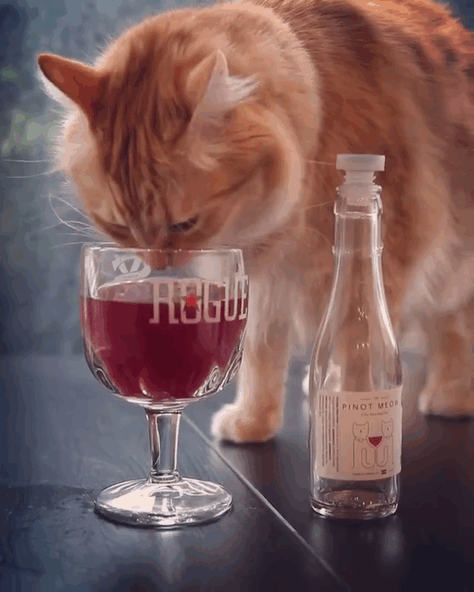 貓喝酒